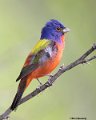 _B222953 painted bunting